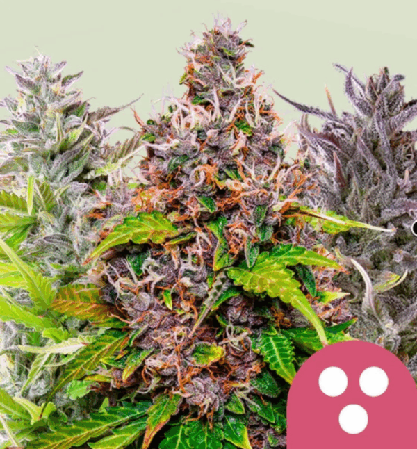 Royal Queen Seeds Cannabis Seeds Feminized Mix 5 db