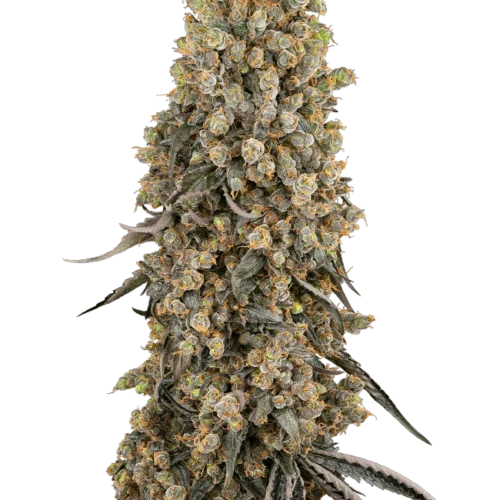 Sensi Seeds Cannabis Seeds Atomic Blue Dream Feminized 10+4 db