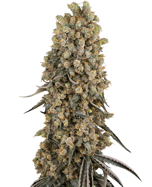 Sensi Seeds Cannabis Seeds Atomic Blue Dream Feminized 10+4 db