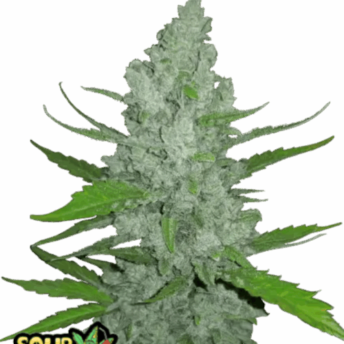 Fast Buds Cannabis Seeds Sour Diesel Auto 100 db