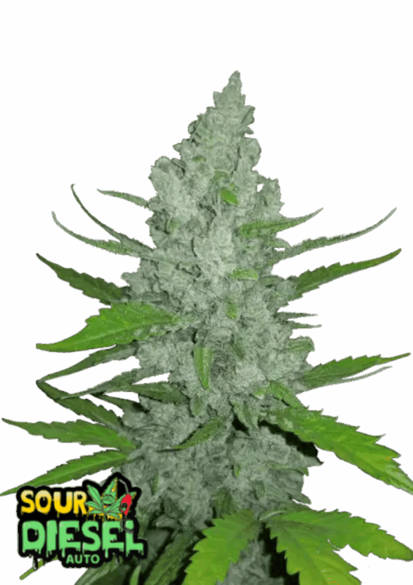 Fast Buds Cannabis Seeds Sour Diesel Auto 100 db