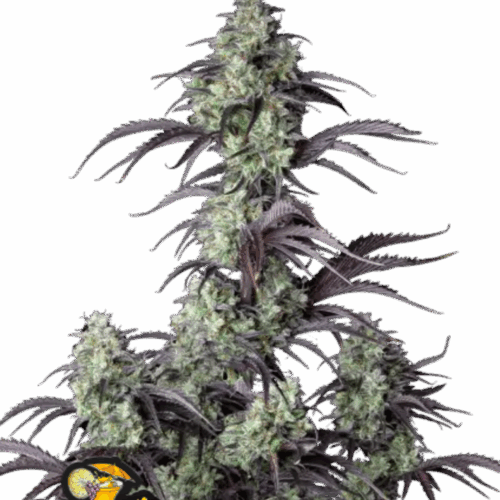 Fast Buds Cannabis Seeds Mimosa Cake Auto 100 db