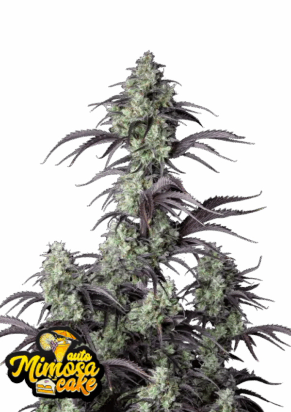 Fast Buds Cannabis Seeds Mimosa Cake Auto 100 db