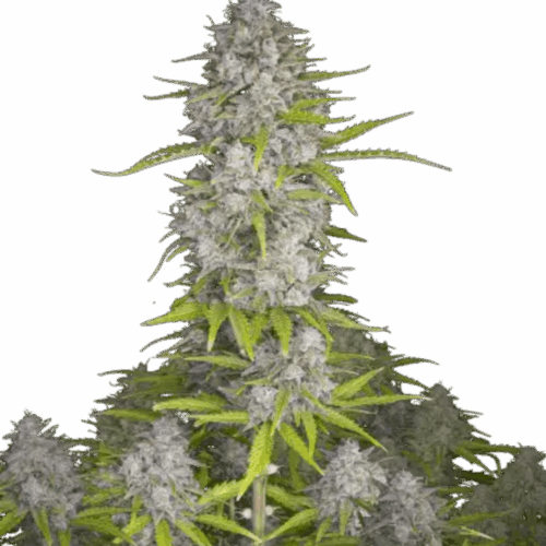 Fast Buds Cannabis Seeds Orange Sherbet Auto 100 db