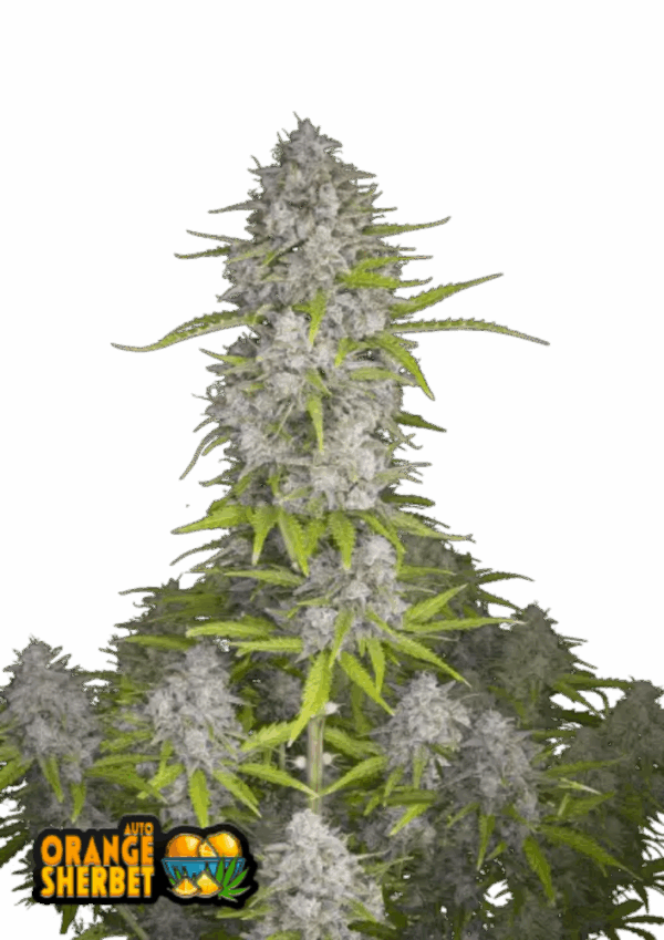 Fast Buds Cannabis Seeds Orange Sherbet Auto 100 db