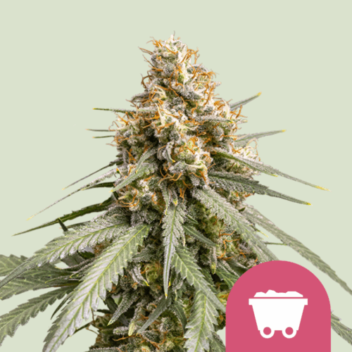 Royal Queen Seeds Cannabis Seeds Shining Silver Haze Feminized 25 db