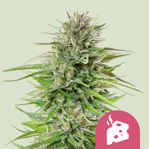 Royal Queen Seeds Cannabis Seeds Blue Cheese Feminized 25 db