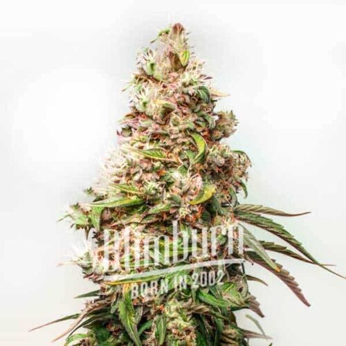Blimburn Seeds Cannabis Seeds Charlottes Web Feminized 100 db
