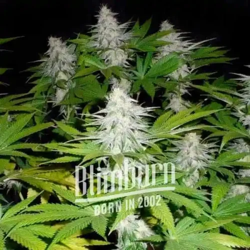 Blimburn Seeds Cannabis Seeds Goji OG Feminized 100 db