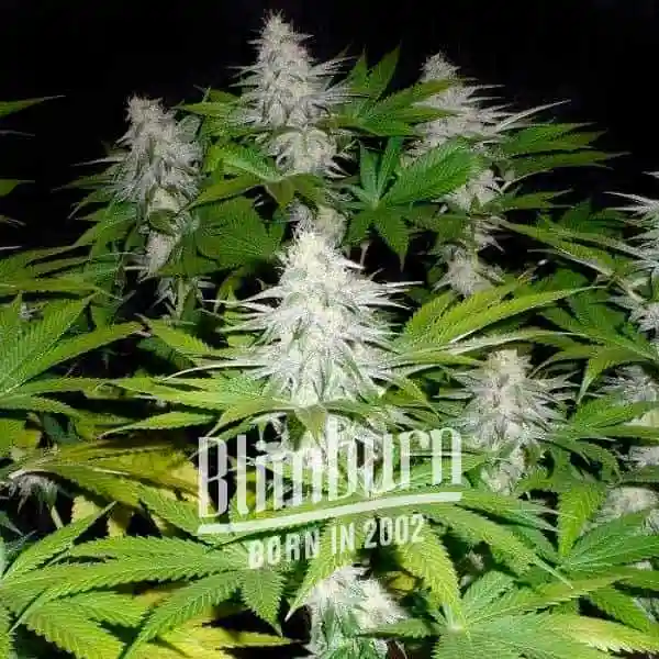 Blimburn Seeds Cannabis Seeds Goji OG Feminized 100 db