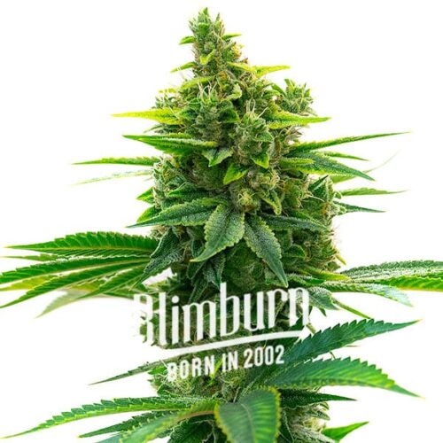 Blimburn Seeds Cannabis Seeds Khalifa Kush Nőiesített 100 db
