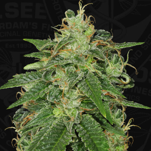 T.H.Seeds™ Cannabis Seeds SAGE™