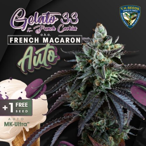 T.H.Seeds™ Cannabis Seeds Auto French Macaron