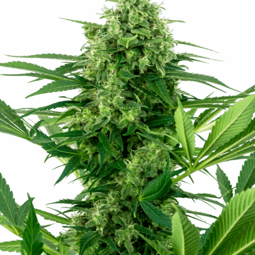 Sensi Seeds Cannabis Seeds Banana Frosting Feminized