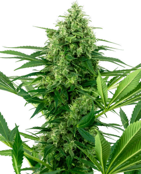 Sensi Seeds Cannabis Seeds Banana Frosting Feminized