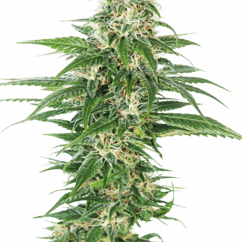 Sensi Seeds Cannabis Seeds Early Skunk Automatic® Feminized