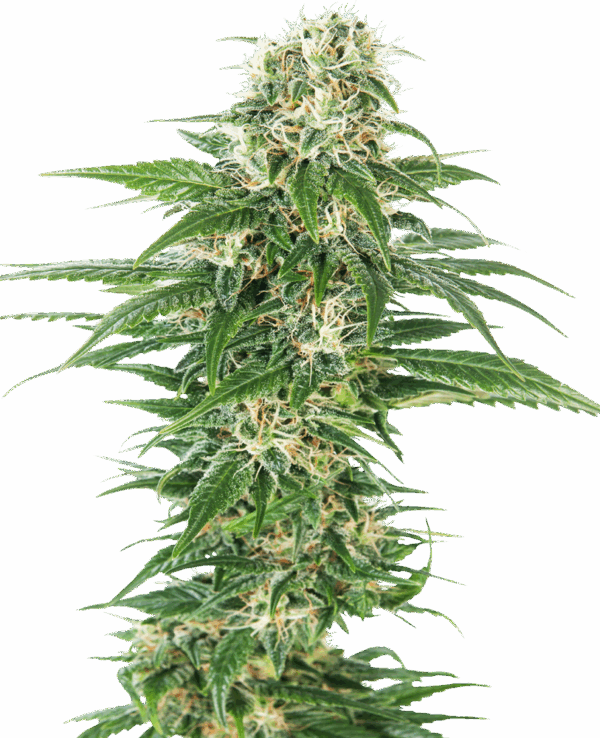 Sensi Seeds Cannabis Seeds Early Skunk Automatic® Feminized