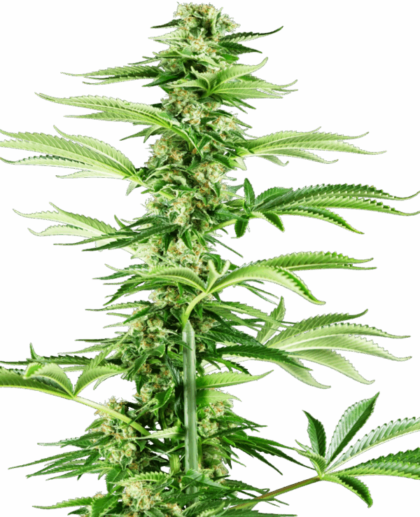 Sensi Seeds Cannabis Seeds Honey Melon Haze Feminized