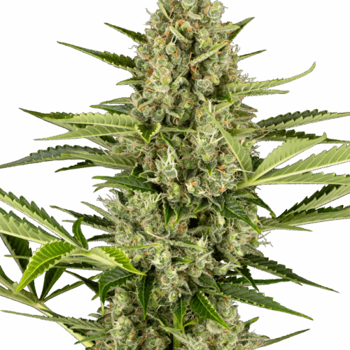 Sensi Seeds Cannabis Seeds Jack Herer Automatic Feminized