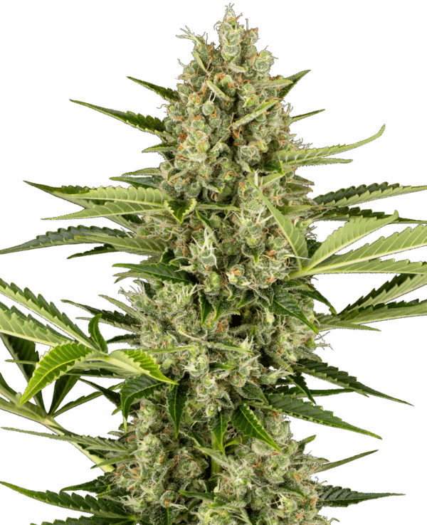Sensi Seeds Cannabis Seeds Jack Herer Automatic Feminized