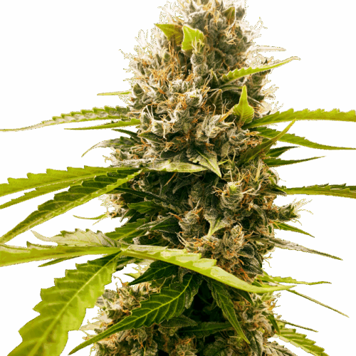 Sensi Seeds Cannabis Seeds Mandarin Punch Feminized