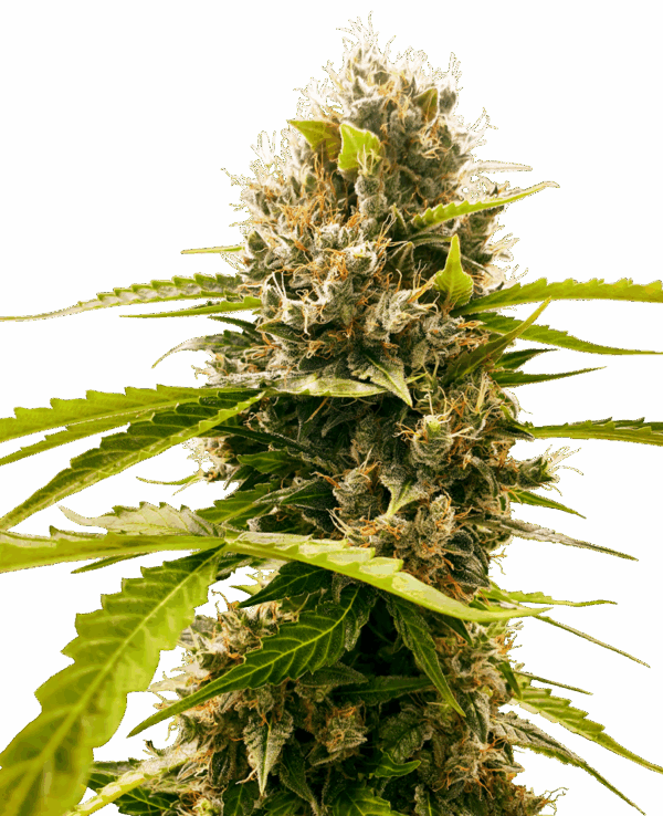 Sensi Seeds Cannabis Seeds Mandarin Punch Feminized