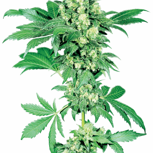 Sensi Seeds Cannabis mag Maple Leaf Indica® Regular