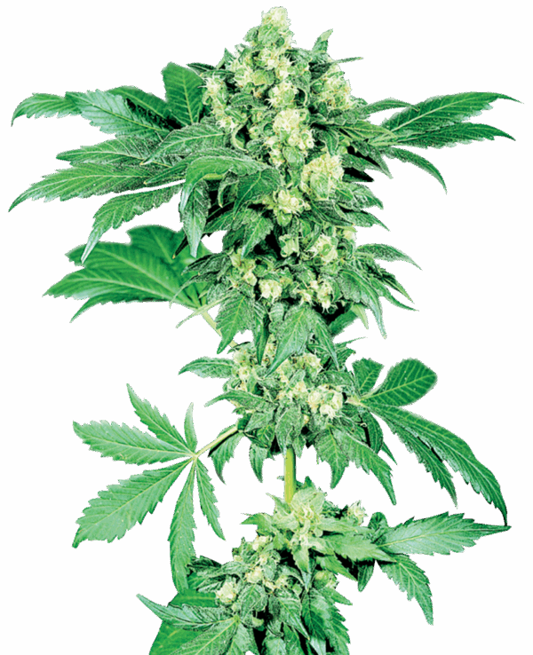 Sensi Seeds Cannabis mag Maple Leaf Indica® Regular