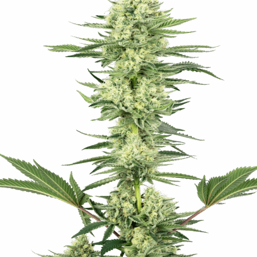 Sensi Seeds Cannabis Seeds White Gorilla Haze Feminized by White Label