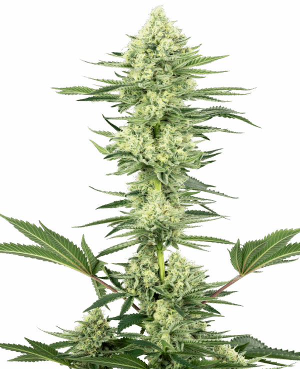 Sensi Seeds Cannabis Seeds White Gorilla Haze Feminized by White Label
