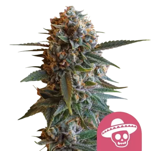 Royal Queen Seeds Mexican Rush Feminizált Kannabiszmagok 10 db