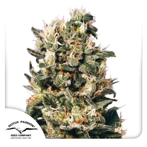 Dutch Passion Cannabis Seeds Euforia® Feminized 100 db