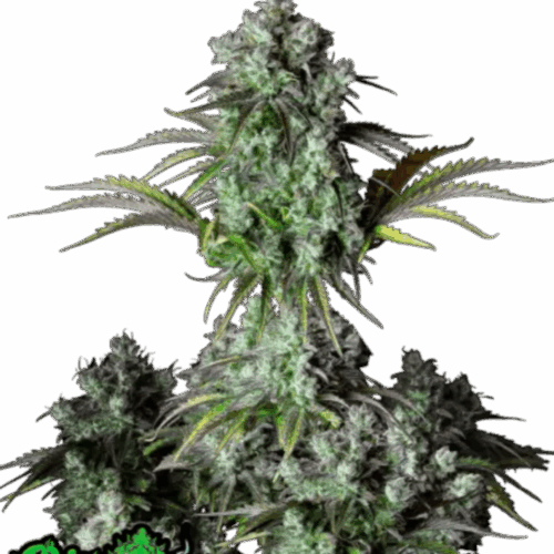 Fast Buds Cannabis Seeds Big Bud Auto 100 db