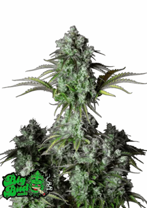 Fast Buds Cannabis Seeds Big Bud Auto 100 db