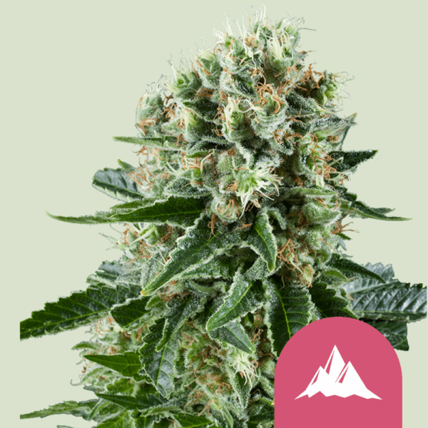 Royal Queen Seeds Cannabis Seeds Critical Kush Feminized 25 db