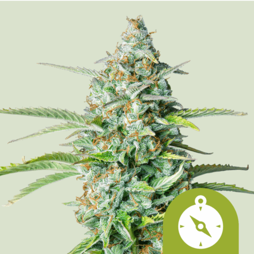 Royal Queen Seeds Cannabis Seeds Northern Light Auto 25 db