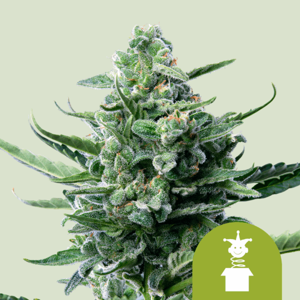 Royal Queen Seeds Cannabis Seeds Royal Jack Auto 25 db