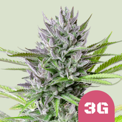 Royal Queen Seeds Cannabis Seeds Triple G Feminized 25 db