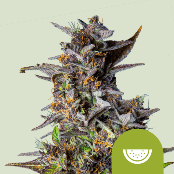 Royal Queen Seeds Cannabis Seeds Watermelon Auto 25 db