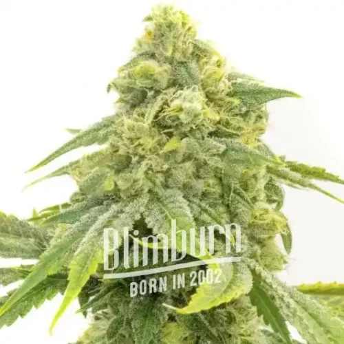 Blimburn Seeds Cannabis Seeds Alien OG Feminized 100 db