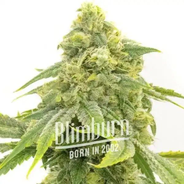 Blimburn Seeds Cannabis Seeds Alien OG Feminized 100 db