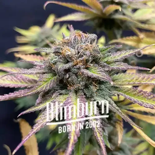Blimburn Seeds Cannabis Seeds Féltékenység elnőiesedve 100 db