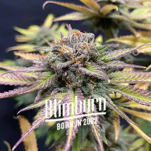 Blimburn Seeds Cannabis Seeds Féltékenység elnőiesedve 100 db