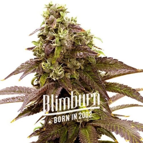 Blimburn Seeds Cannabis Seeds Sleepy Joe elnőiesedve 100 db