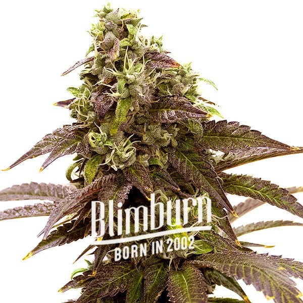 Blimburn Seeds Cannabis Seeds Sleepy Joe elnőiesedve 100 db