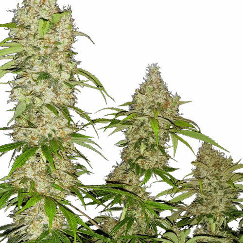 Sensi Seeds Cannabis Seeds Banana Kush Cake Feminized