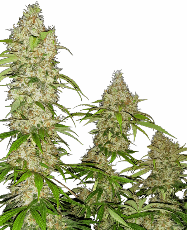 Sensi Seeds Cannabis Seeds Banana Kush Cake Feminized