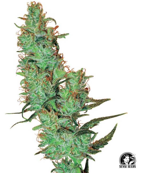 Sensi Seeds Cannabis Seeds Jack Herer® Regular by White Label