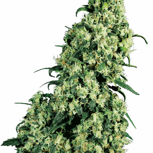 Sensi Seeds Cannabis Seeds Skunk #1® Feminized