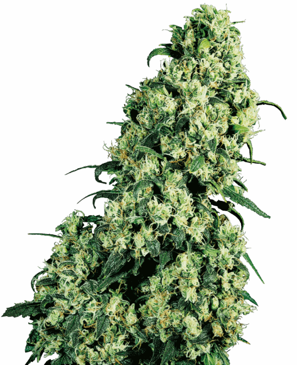 Sensi Seeds Cannabis Seeds Skunk #1® Feminized